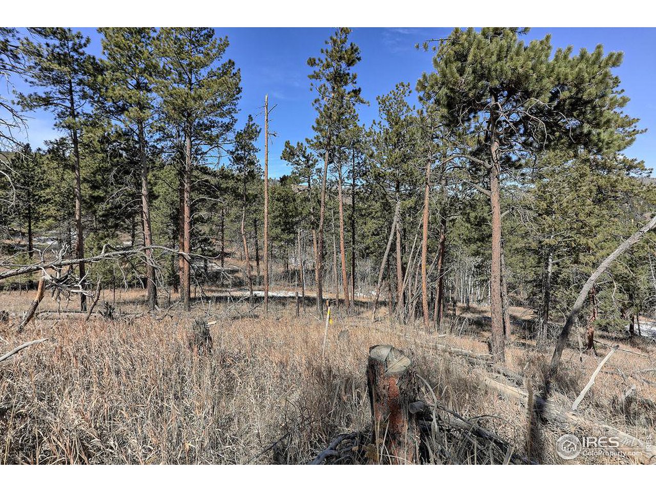 1033 Davis Ranch Road Bellvue, CO 80512 - Photo 17 of 25 The building envelope is clearly marked with yellow flags