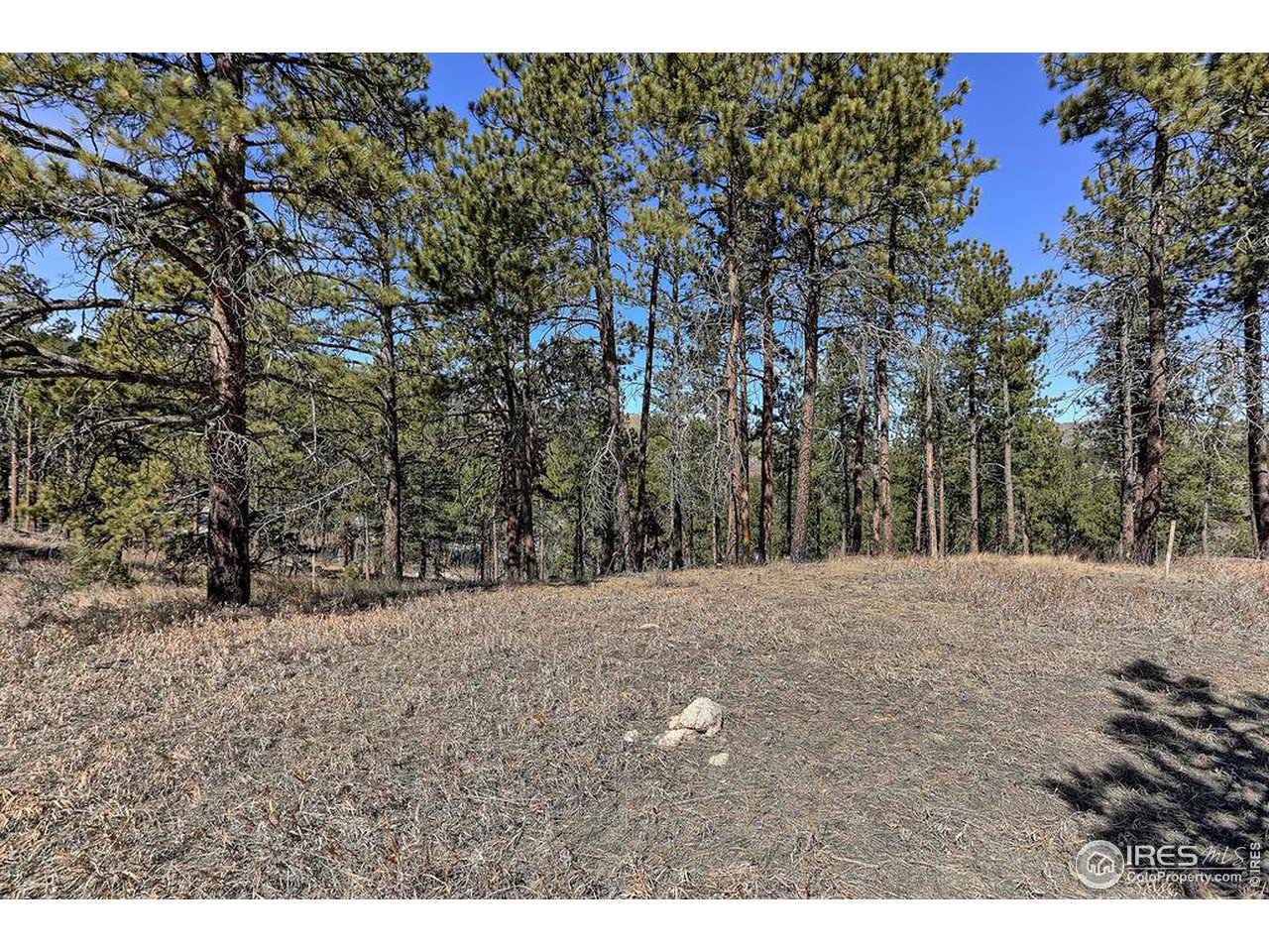 1033 Davis Ranch Road Bellvue, CO 80512 - Photo 18 of 25 Build among the trees