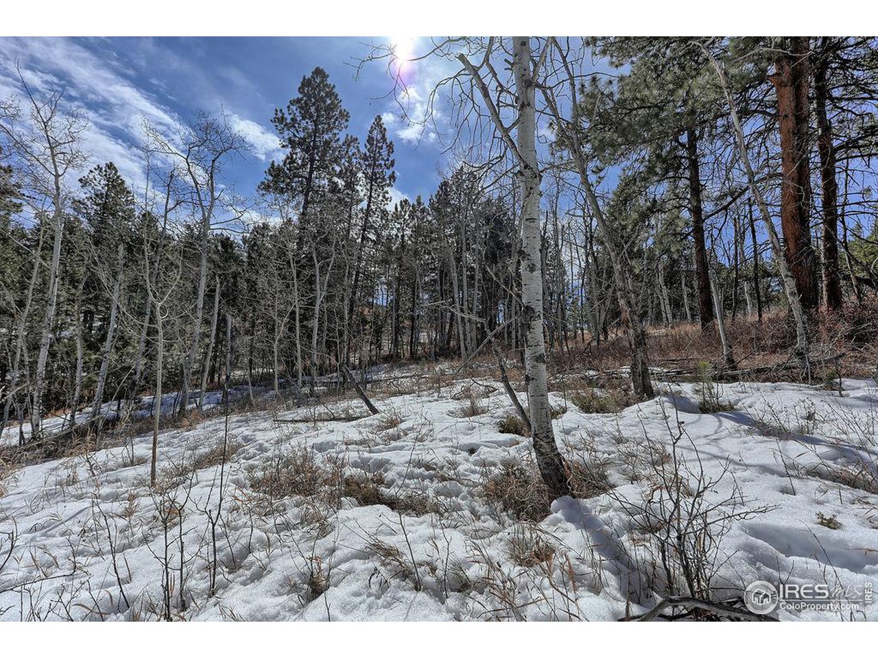 1033 Davis Ranch Road Bellvue, CO 80512 - Photo 5 of 25 Aspen groves