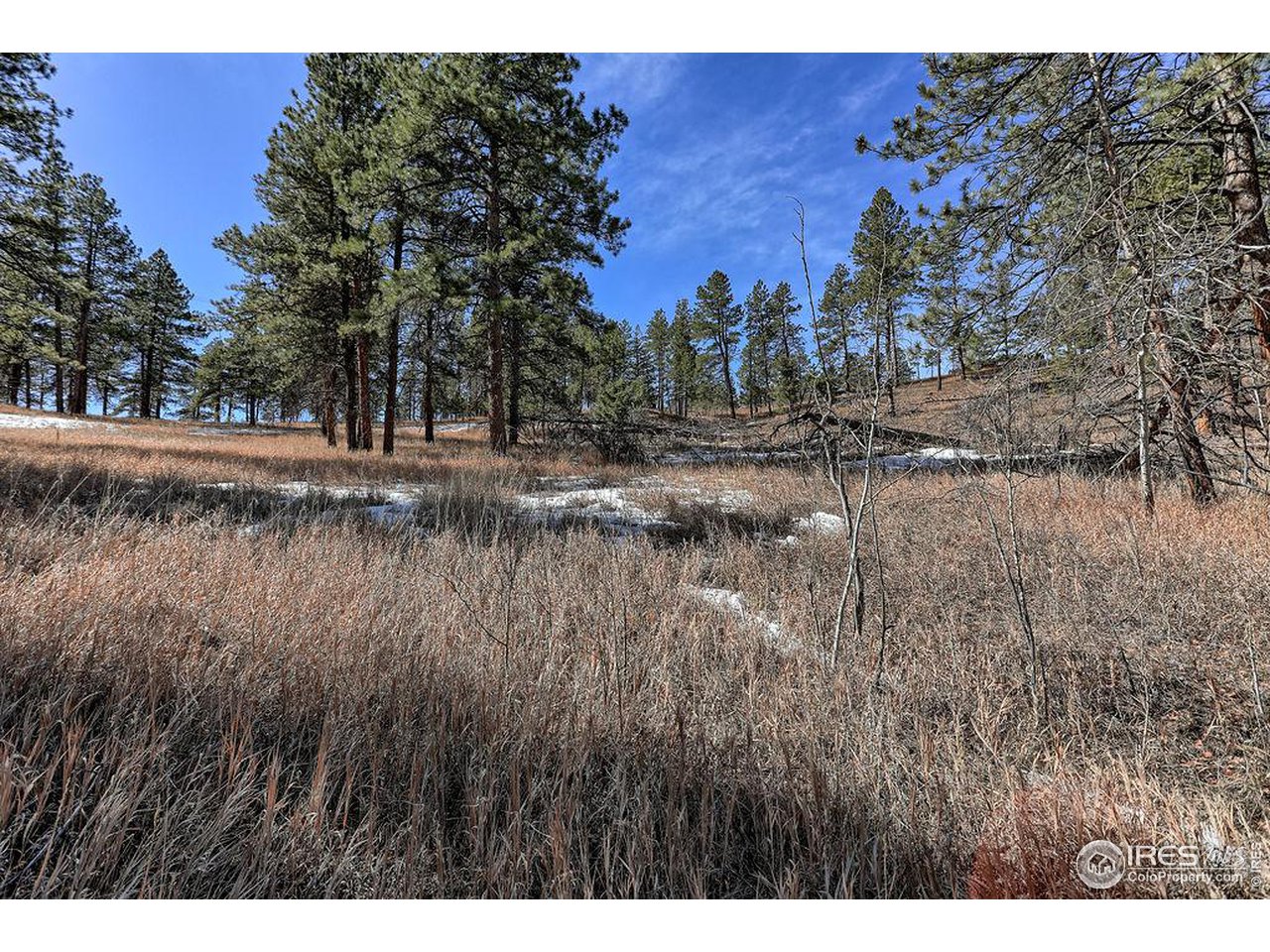 1033 Davis Ranch Road Bellvue, CO 80512 - Photo 10 of 25 Beautiful setting