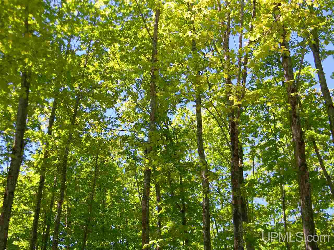 Tbd Rauhala Road, Unit LOT 4 COLES CREEK SUBDIV Atlantic Mine, MI 49931 - Photo 11 of 13