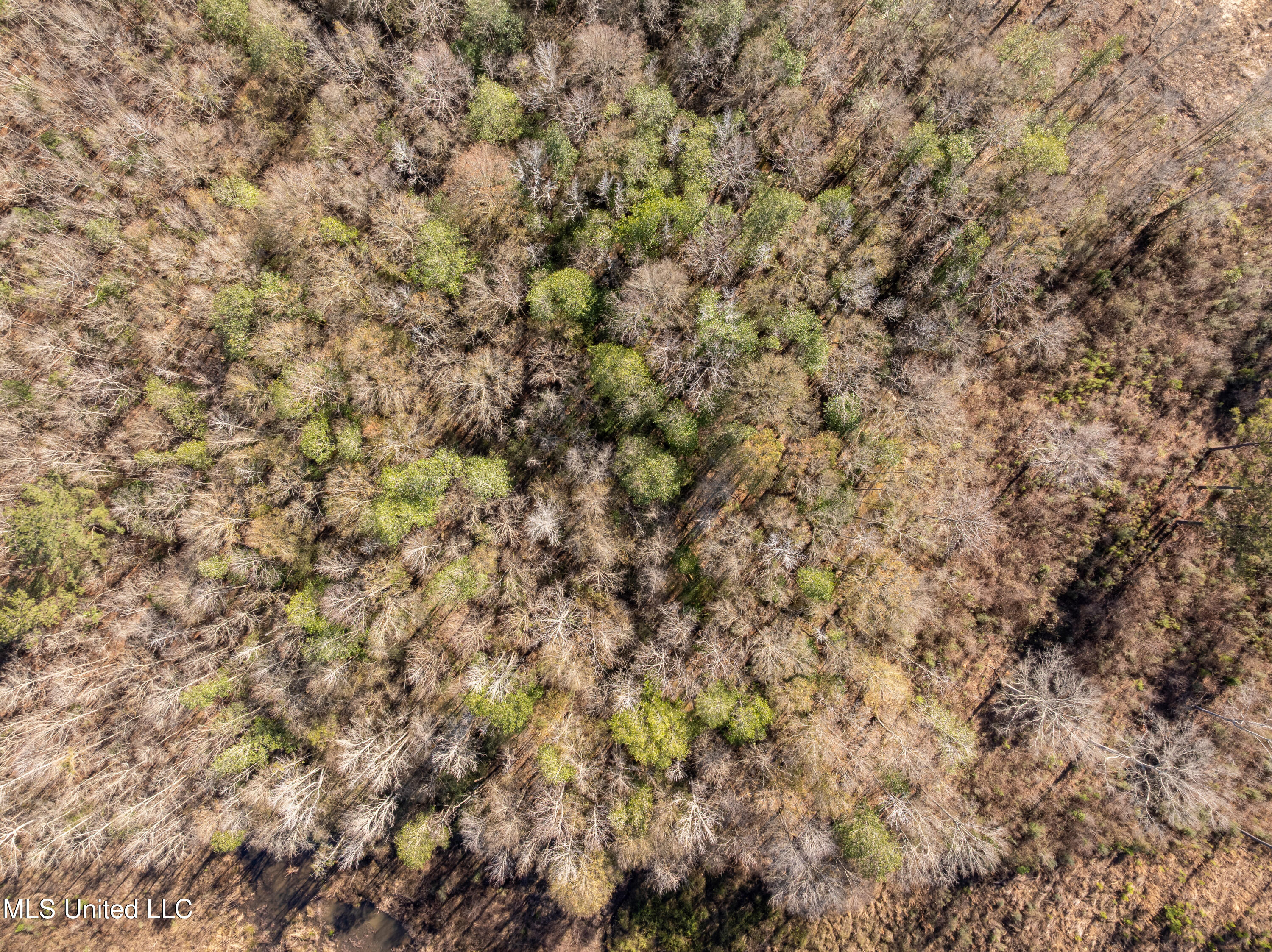 5.5 Acres Lynn Ray Road Petal, MS 39465 - Photo 5 of 15 Lynn_Ray_Road-5
