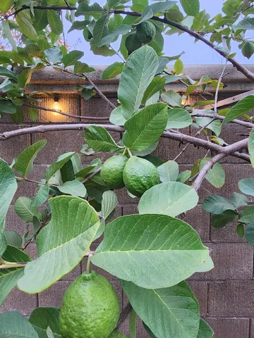 $509,999 | 2500 Cottage Pointe Drive, Riverbank, CA 95367