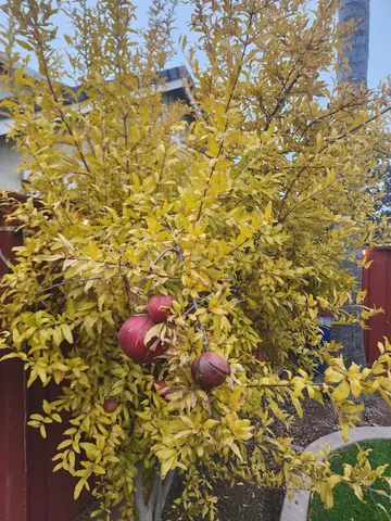 $509,999 | 2500 Cottage Pointe Drive, Riverbank, CA 95367