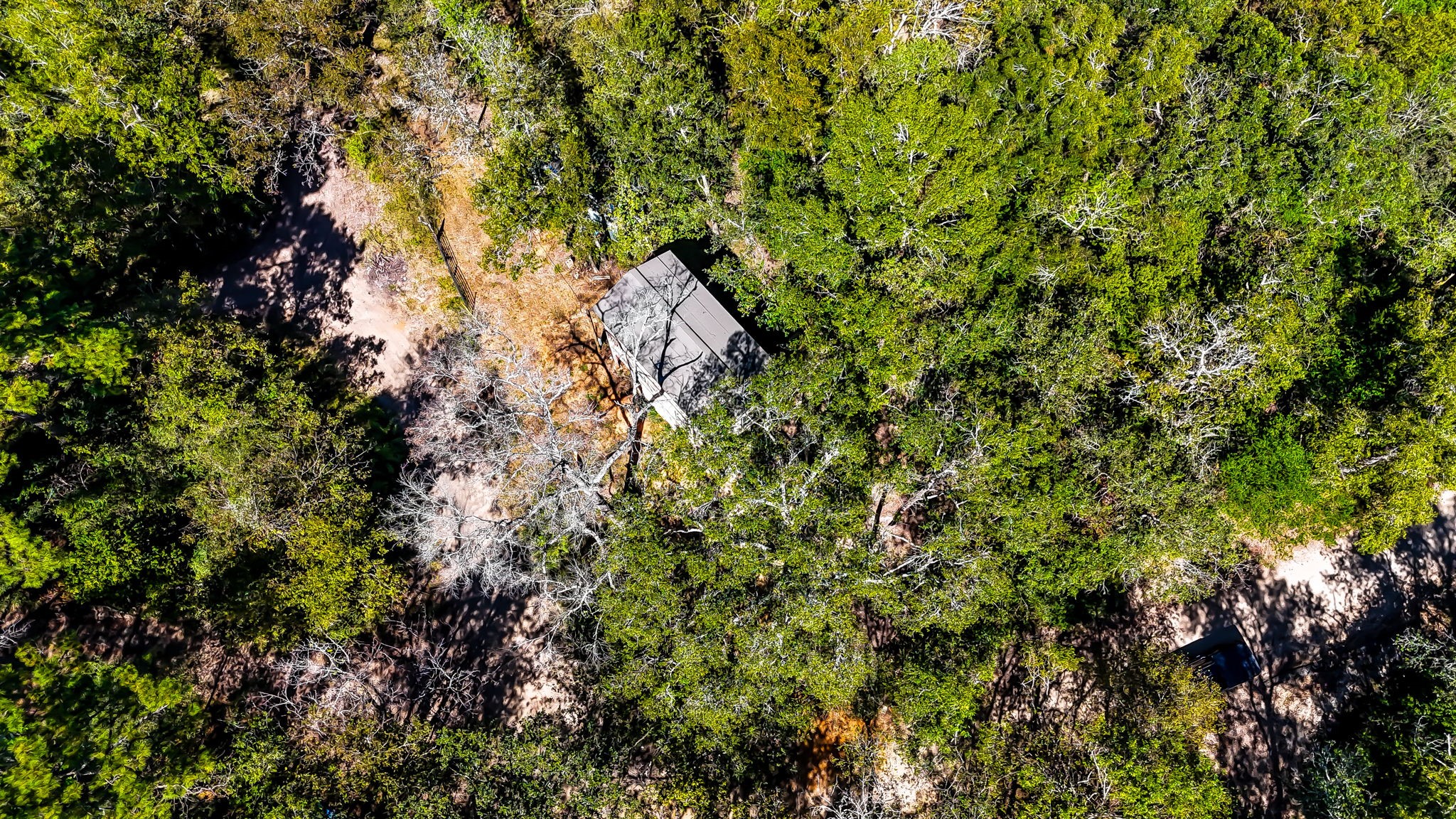 614 River Lakes Road Goodrich, TX 77335 - Photo 5 of 10 a view of a tree