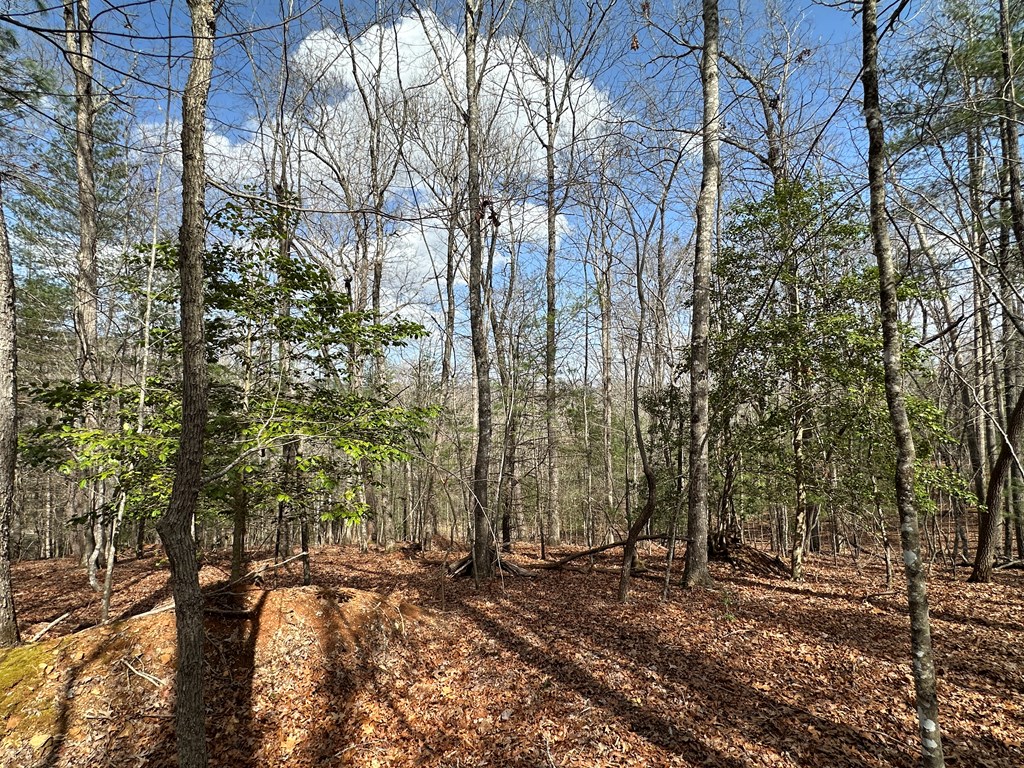 Lot 20 Black Oak Road Cherry Log, GA 30522 - Photo 12 of 46