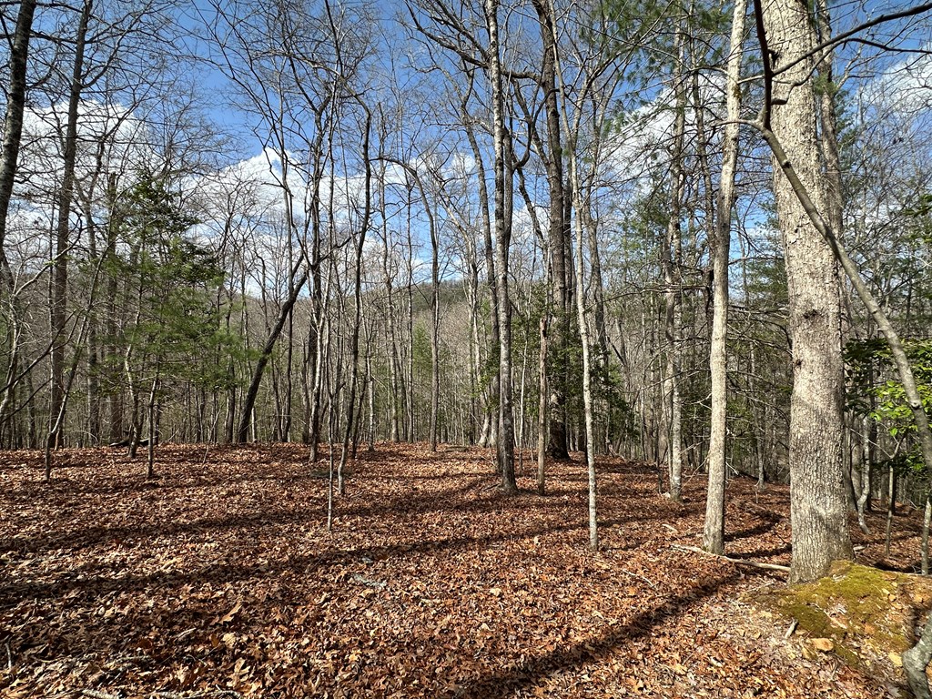 Lot 20 Black Oak Road Cherry Log, GA 30522 - Photo 13 of 46