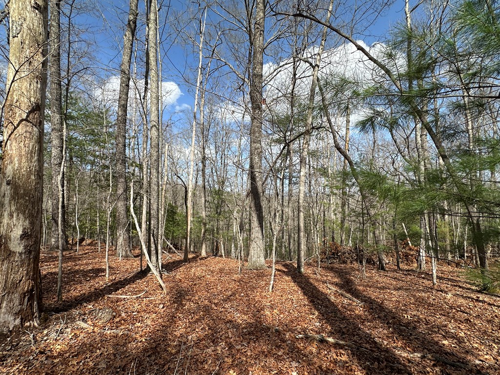Lot 20 Black Oak Road Cherry Log, GA 30522 - Photo 15 of 46