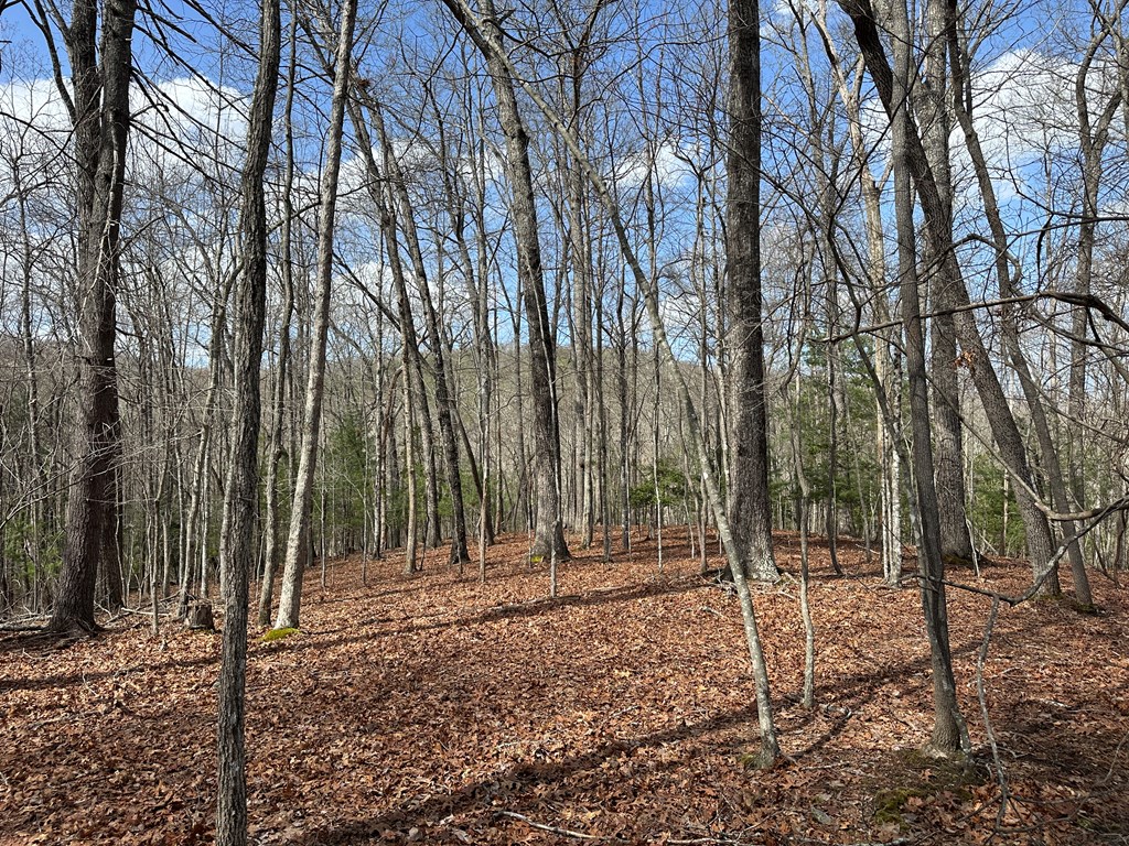 Lot 20 Black Oak Road Cherry Log, GA 30522 - Photo 17 of 46