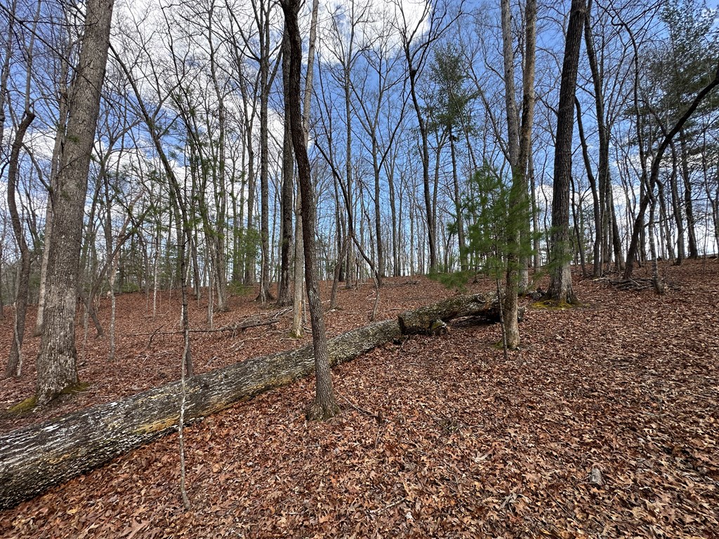 Lot 20 Black Oak Road Cherry Log, GA 30522 - Photo 2 of 46