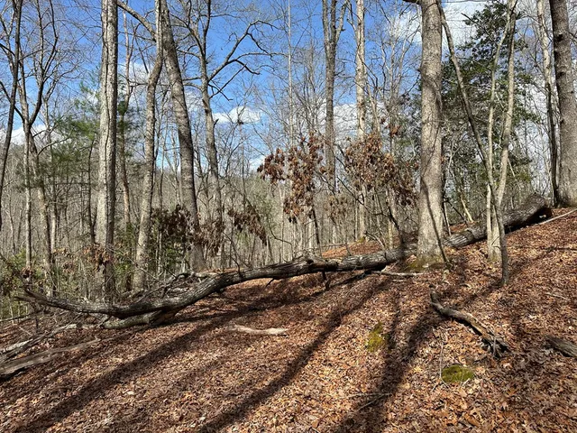 $79,900 | Lot 20 Black Oak Road, Cherry Log, GA 30522