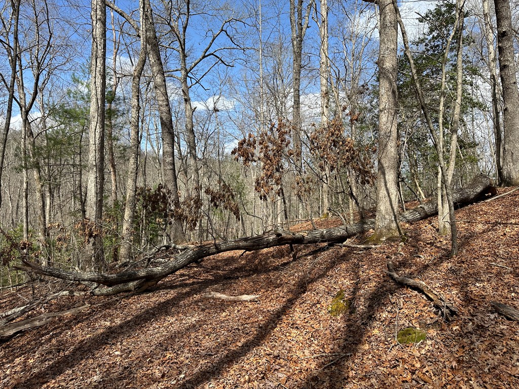 Lot 20 Black Oak Road Cherry Log, GA 30522 - Photo 35 of 46