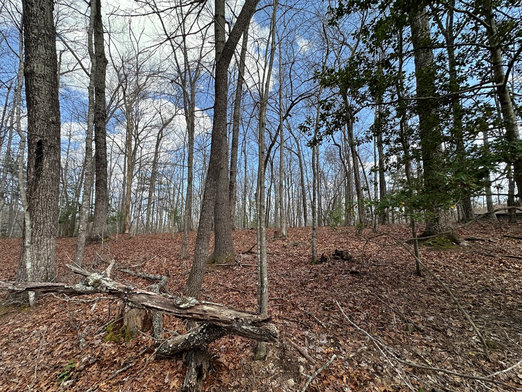 Lot 20 Black Oak Road Cherry Log, GA 30522 - Photo 5 of 46