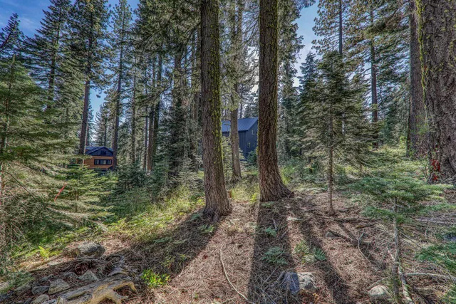 a view of a forest with large trees