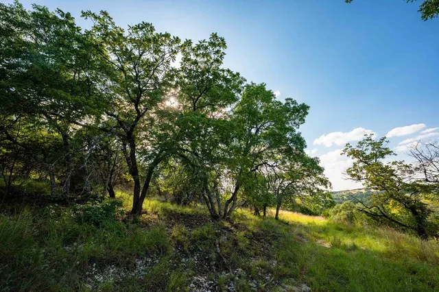 a view of a tree in a field with a tree