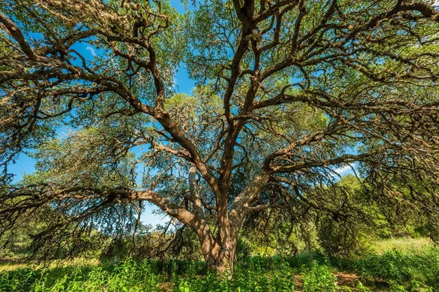 a backyard of a house with lots of trees