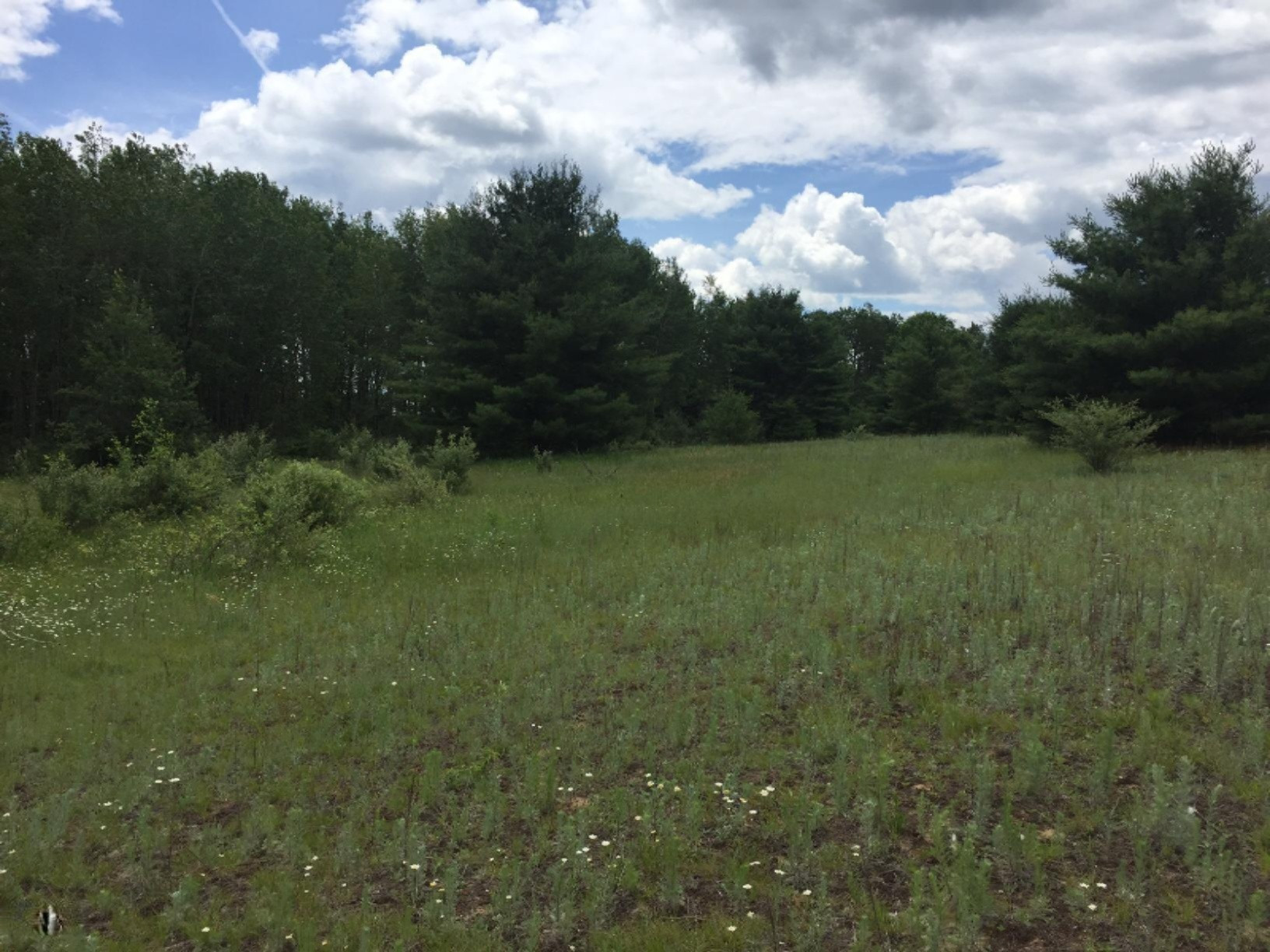 Hoover Road Barryton, MI 49305 - Photo 4 of 10 4 Open Field
