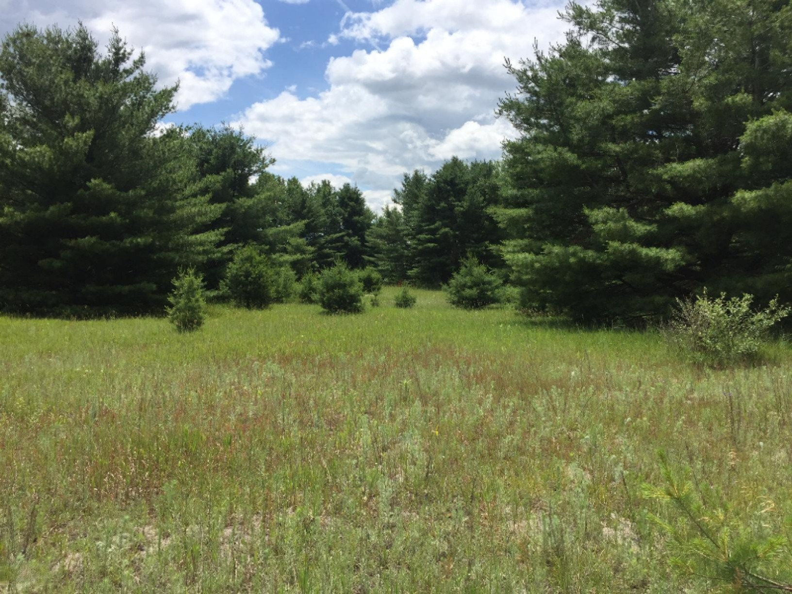 Hoover Road Barryton, MI 49305 - Photo 5 of 10 5 Pine Trees