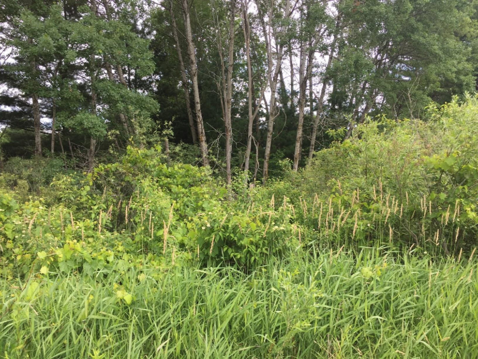 Hoover Road Barryton, MI 49305 - Photo 8 of 10 8 Dense Area