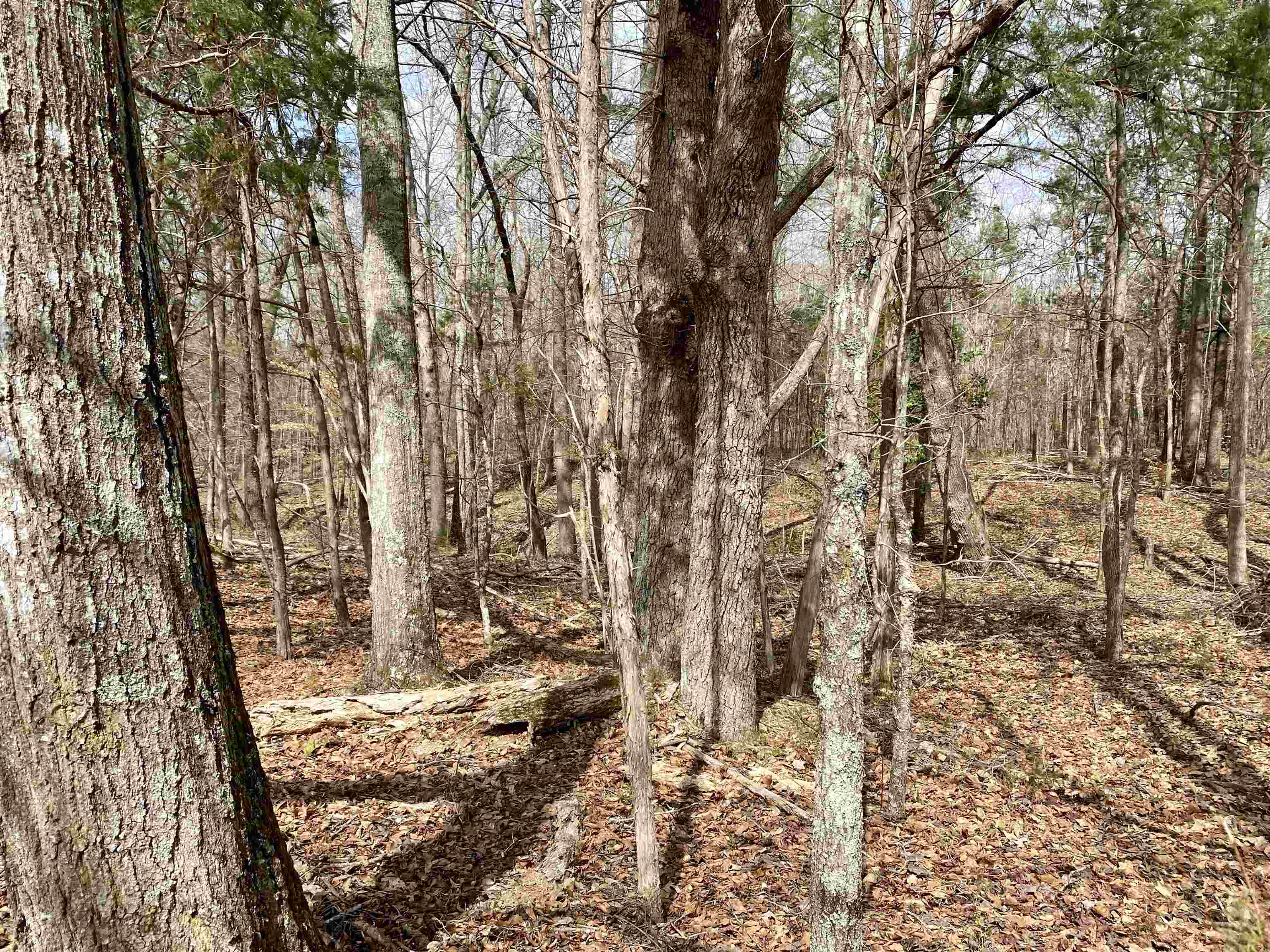 4865 Cross Anchor Road Enoree, SC 29335 - Photo 5 of 7