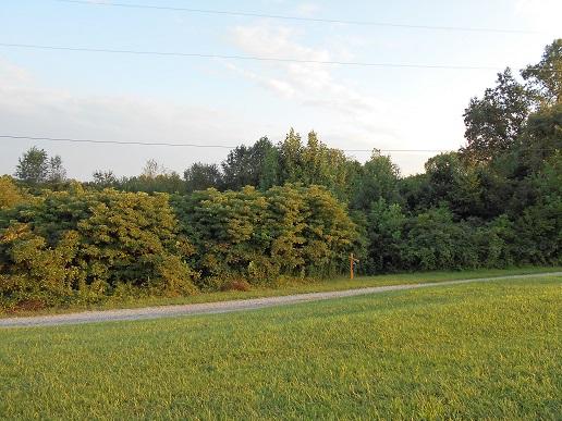 0 New Chapel Road Springfield, TN 37172 - Photo 5 of 6 a view of a big yard with large trees