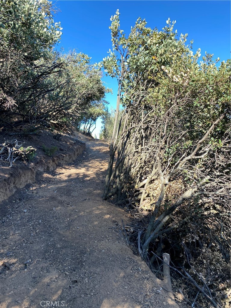 37342 Pisgah Peak Road Yucaipa, CA 92399 - Photo 3 of 6 a view of a forest with lots of trees