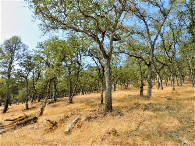 a view of outdoor space with trees