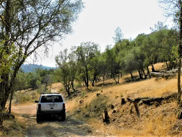 a view of a yard with plants and trees