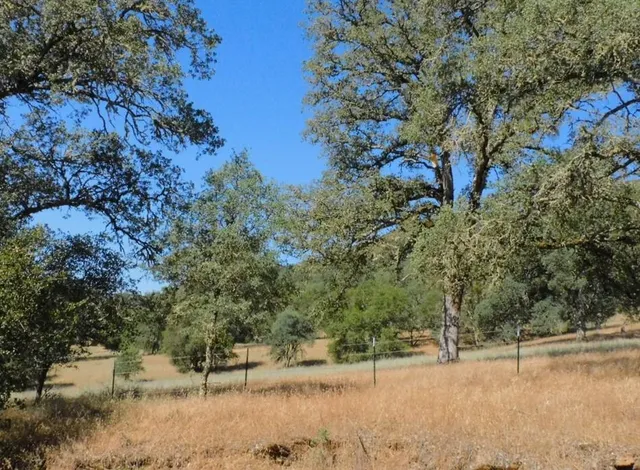 a view of a yard with a tree