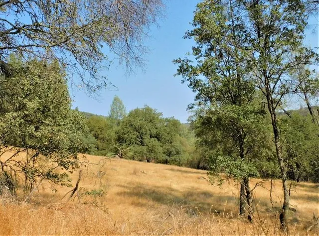 a view of a yard with trees