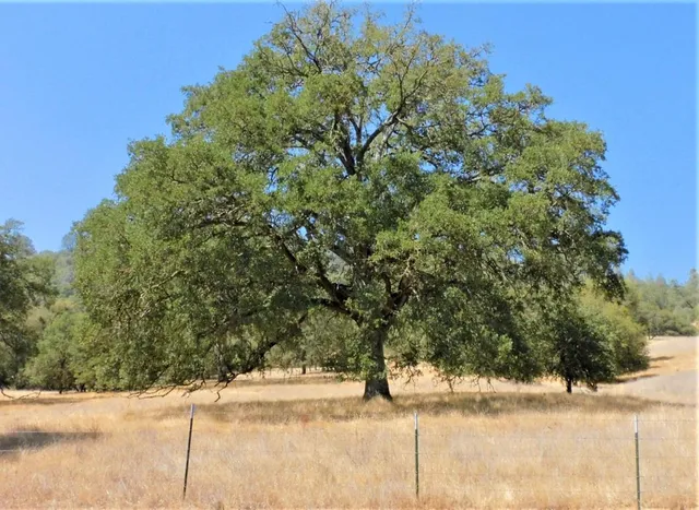 a view of yard with trees