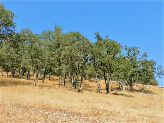 a view of a forest with a tree