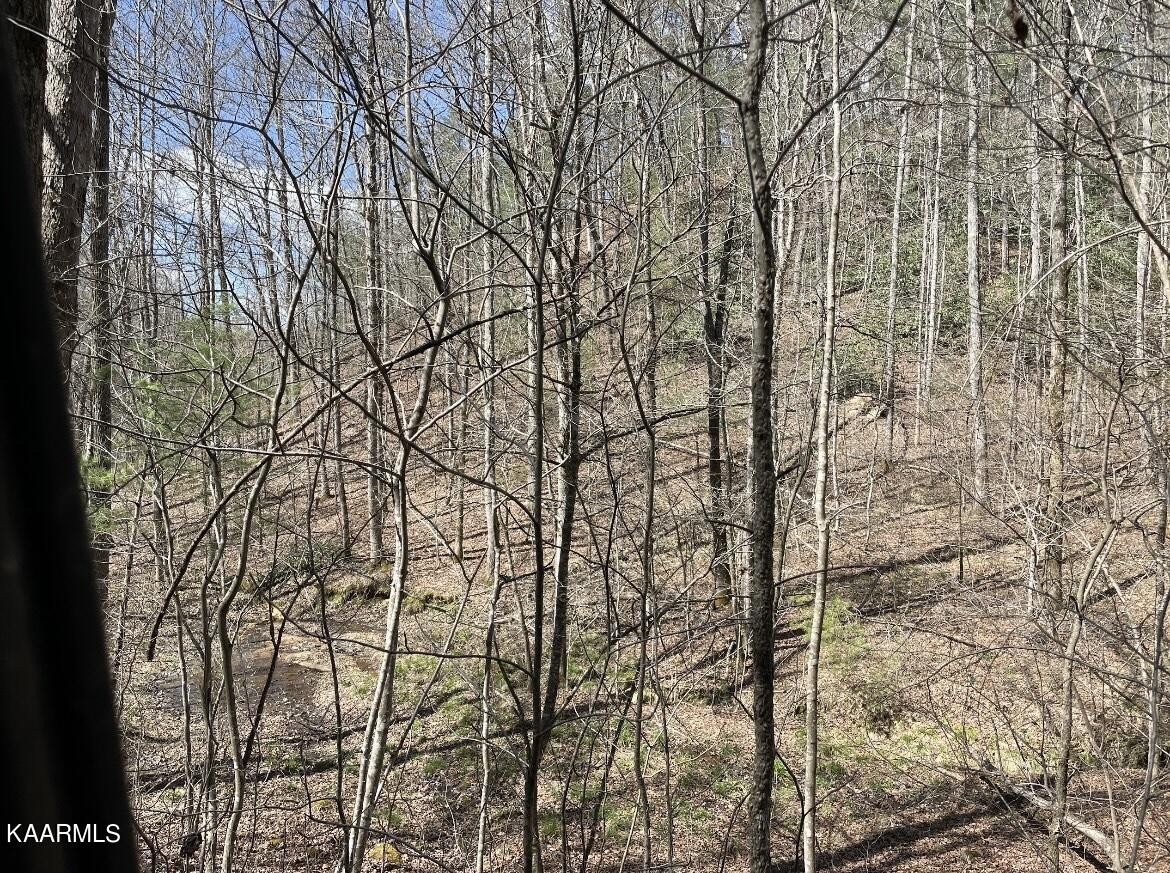 0 South Highway 107 Del Rio, TN 37727 - Photo 1 of 7 a pathway of a yard