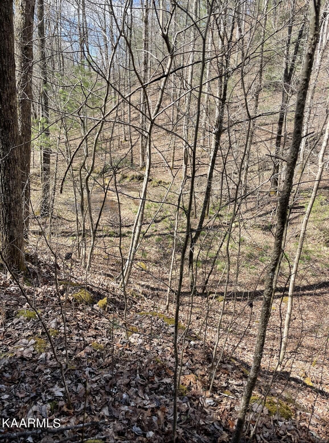 0 South Highway 107 Del Rio, TN 37727 - Photo 2 of 7