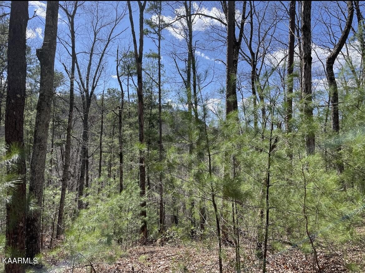 0 South Highway 107 Del Rio, TN 37727 - Photo 4 of 7 a view of a forest with lots of trees