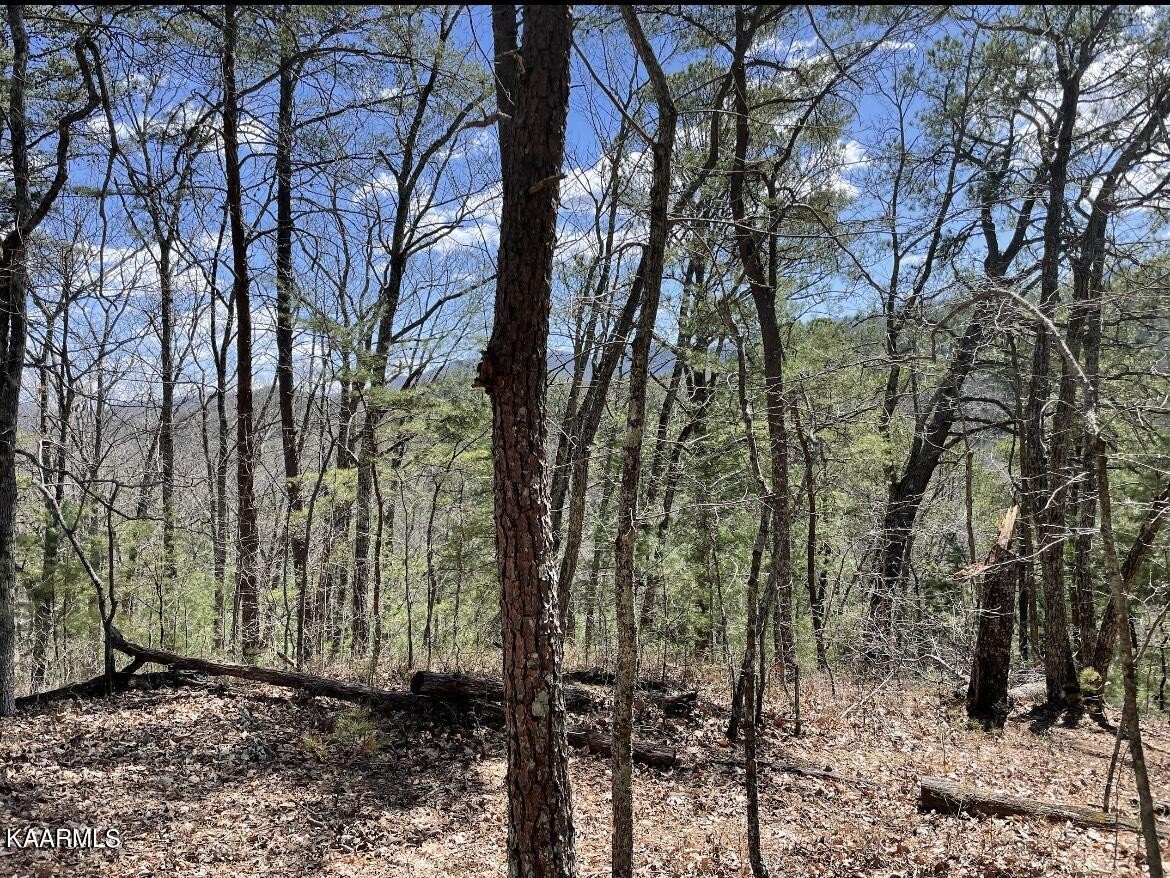 0 South Highway 107 Del Rio, TN 37727 - Photo 5 of 7 a view of a forest filled with trees