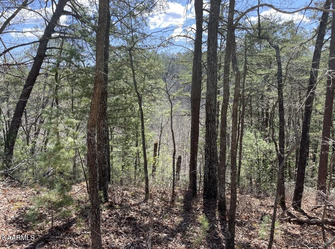 0 South Highway 107 Del Rio, TN 37727 - Photo 6 of 7 a view of forest