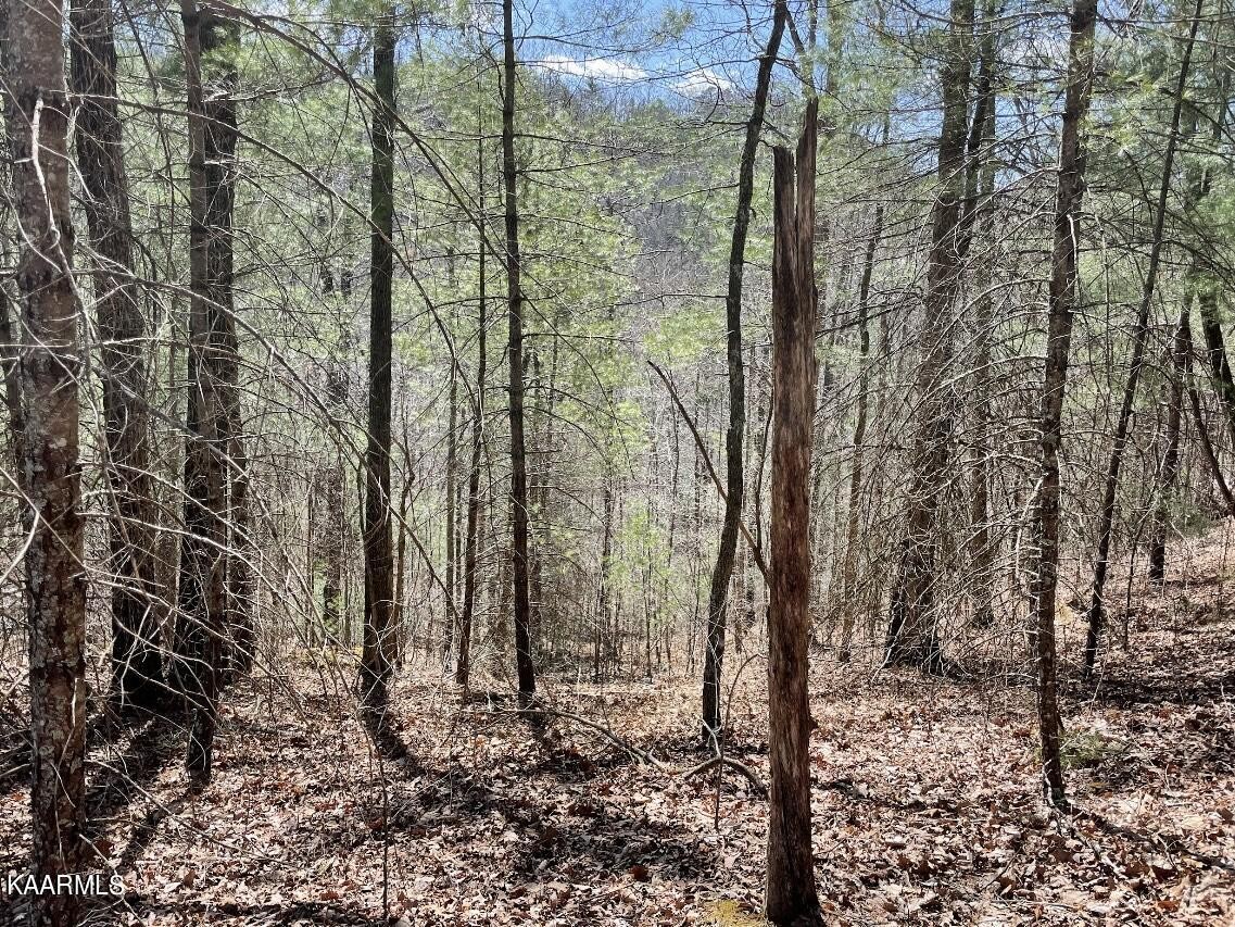 0 South Highway 107 Del Rio, TN 37727 - Photo 7 of 7 a view of a forest