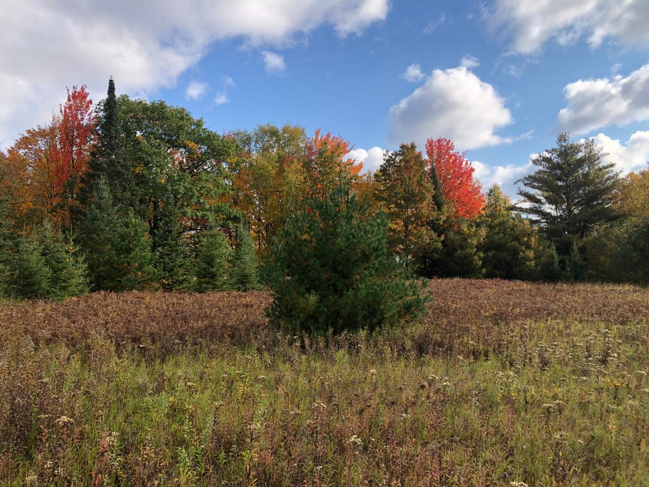 Acreage Yocum Road Crandon, WI 54520 - Photo 18 of 20 Gallery Image 18