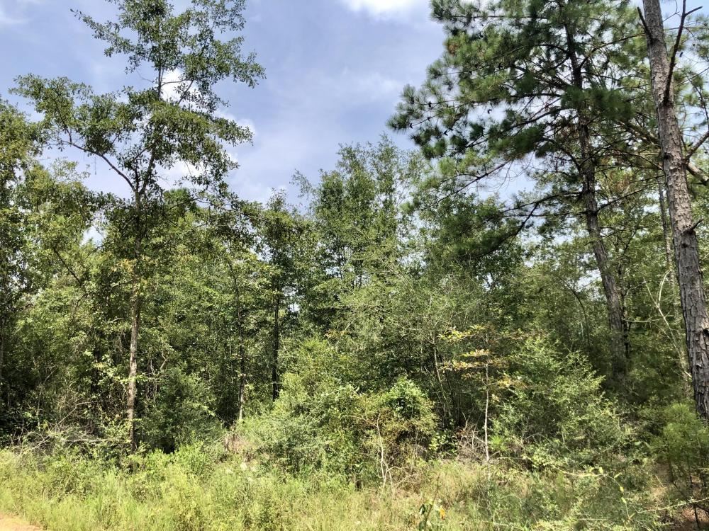 0 Private Road McIntosh, AL 36553 - Photo 4 of 21