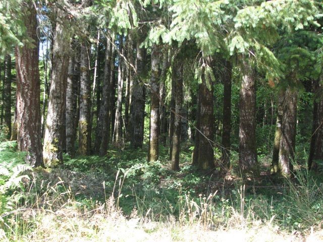 -xxx Xxx Roundtree Road Curtis, WA 98538 - Photo 4 of 5