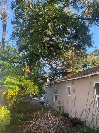 a small yard with a tree