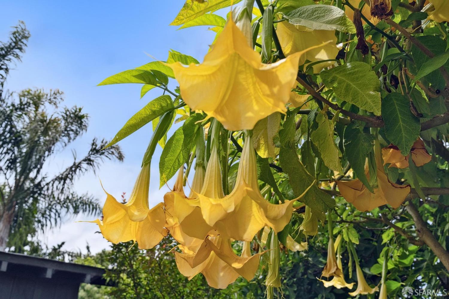 508 Talbot Avenue Albany, CA 94706 - Photo 53 of 66