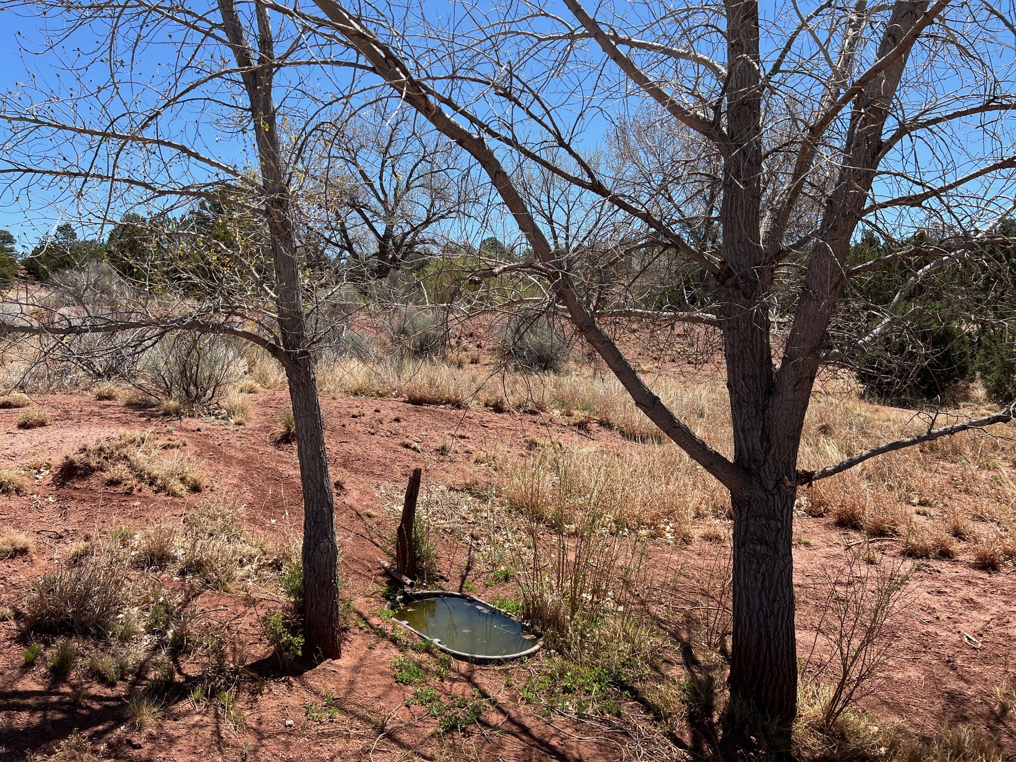 29 County Road B41E Ribera, NM 87560 - Photo 43 of 51 Spring in spring