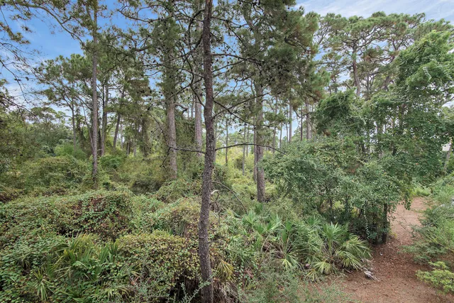 a view of a forest with a tree