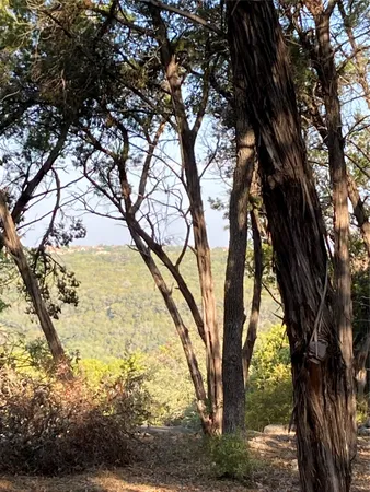 a view of tree