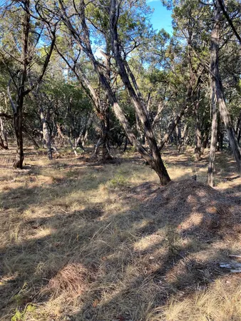 a view of a yard with a tree