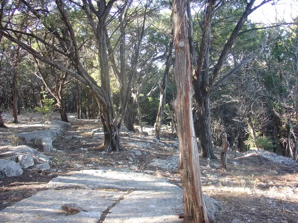 a view of a trees and yard