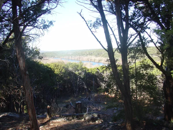 a view of a forest filled with trees