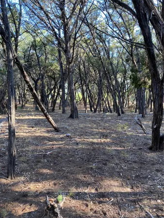 a view of dirt yard with a large tree